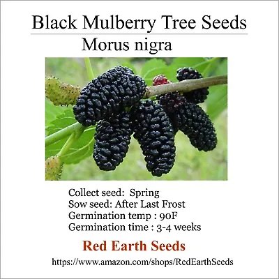 Black Mulberry - 100 Seeds - Morus Nigra • $16.99