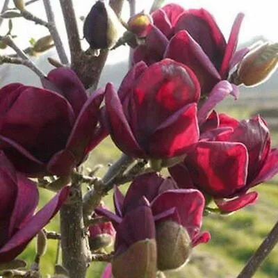 20 Dark Red Magnolia Seeds Yulan Magnolia Seed Tree Tulip Lily Flower Magnolia • $2.51