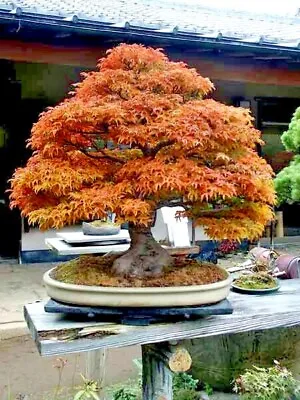 20 Trident Maple Tree Seeds Acer Buergerianum Hardy Fall Colors Bonsai Plant • $6.95