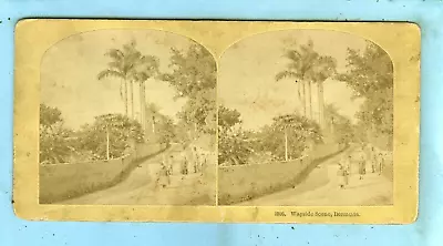 Kilburn Brothers NO. 1900 Wayside Scene Bermuda... • $0.88