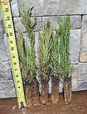 5 Giant Sequoia Trees - California Redwood -  7 -10  Tall Seedlings • $46