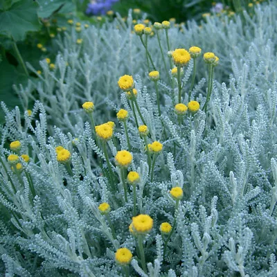 Santolina 'Yellow Buttons' Medium Plug Plants X 4. Cotton Lavender Aromatic. • £10.95