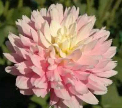 Dahlia Tuber Start (1)- Chilson's Pride - Pink With White Center • $5