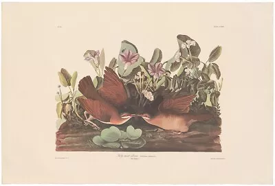 $250 • Buy Audubon Amsterdam Ed Double Elephant Folio Lithograph Pl 167 Key-west Dove