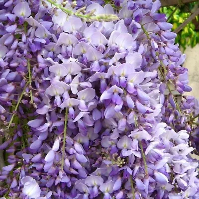 £22 • Buy 3L Deep Wisteria sinensis 'Caroline' Climber 90cm 