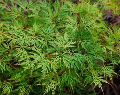 Acer Palmatum  Dissectum Emerald Lace  In 9cm Pot Ideal Bonsai Subject Maple • £14.25