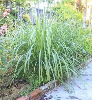 3x Lemongrass Plug Plants • £9.99