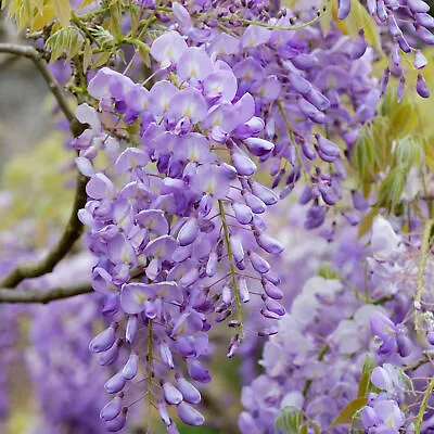 £19.99 • Buy 3 X Wisteria 'sinensis' Chinese Kidney Bean Deciduous Shrub Hardy Plant In Pot