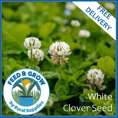 White Clover Seeds Gardening Green Manure Organic Attract Pollinators • £21.99