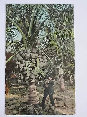 Coconut Palms And Fruit In FLORIDA Vintage H & WB Drew Co. Postcard • $3.99