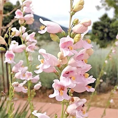 301+PALMER'S PENSTEMON Seeds Native Wildflower Drought Heat Cold Container Easy • $3.25