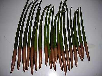 2 Red Mangrove AQUARIUM FISH SEEDS 5-8 Inches Each Salt Or Fresh • $10