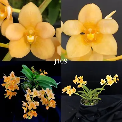 $13 • Buy Sarcochilus Orchid Seedling. J109 (Kulnura Khaleesi 'Prolific' X Kulnura Yowie '