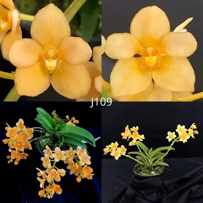 Sarcochilus Orchid Seedling. J109 (Kulnura Khaleesi 'Prolific' X Kulnura Yowie ' • $13