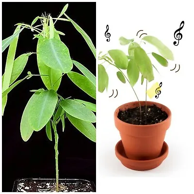 Dancing Plant! Telegraph Plant.  Dances  To Sound! Seeds!Gardening Gift Kids Etc • £2.99