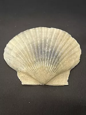 RARE Fossilized SCALLOP Shell From Central Florida - Pliocene Era.  • $14.99