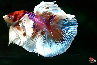 Live Betta Fish Aquarium Koi Nemo Dumbo Male Halfmoon #F728 Thailand Seller • $10