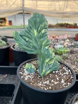 Myrtillocactus Geometrizans Cristata Variegated • $60