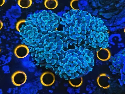 Single Head Teal Green Hammer Coral - High Voltage Corals • $28.99