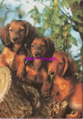 Animals Postcard - Dogs Long Haired Dachshunds RR20374 • £2.20