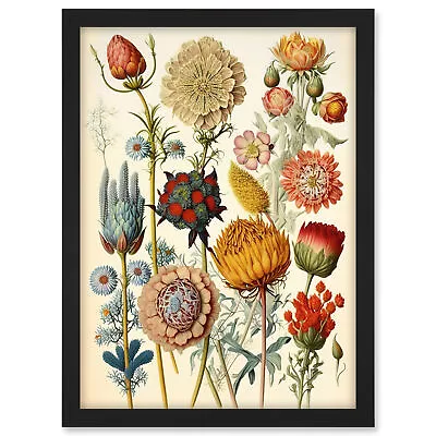 Vintage Botanical Haeckel Inspired Plant Study Framed Wall Art Picture Print A3 • $33.28