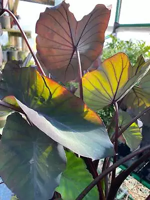 Black Magic Elephant Ear - Blue Buddha Farm - Easy To Grow Plant • $14.95