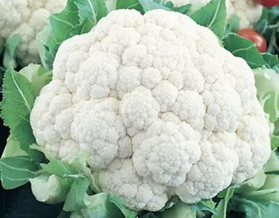 400+ Cauliflower Seeds -Self Blanching | Non-GMO | Heirloom | USA FREE SHIPPING • $1.99