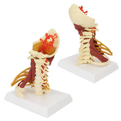 Cervical Vertebra Arteria Spine Spinal Nerves Anatomical Model Anatomy Science • $46.02