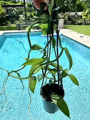Vanilla Planifolia - Vanilla Orchid 5” Hanging Basket • $50