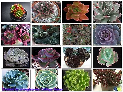 ECHEVERIA (Echeveria Mixed Species) 100 Seeds • $5