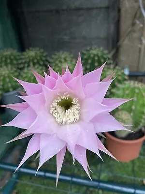 Echinopsis  Eyriesii Cactus Easter Lilly Stunning Pink Flowers All Summer Long • £20