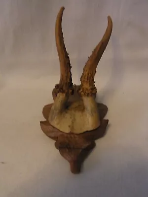 Deer Antler On Carved Wood Base Vintage German #E3 • $44.99