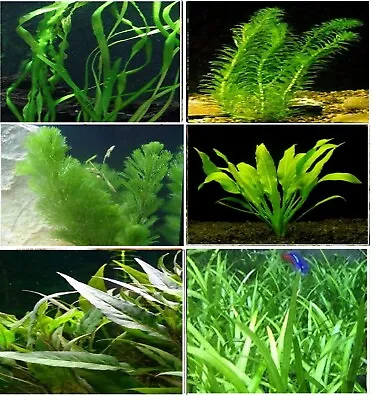 Live Aquarium Plant - COLDWATER MIX Species - Fish Tank Plants Tropical • £8.95