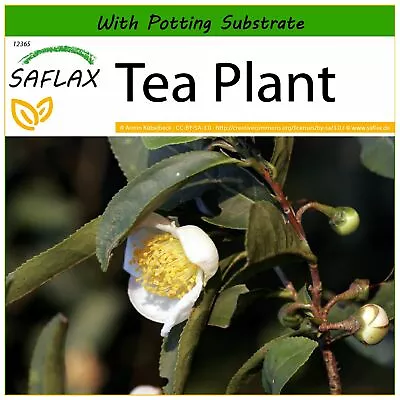 SAFLAX  - Tea Plant - 6 Seeds - With Soil - Camellia • £5.70