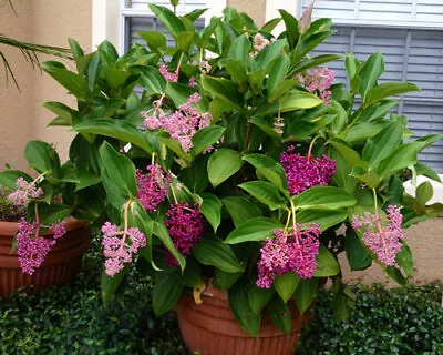 Medinilla Myriantha  Malaysian Orchid  Live Flowering Plant AKA Malaysian Grapes • $20.99