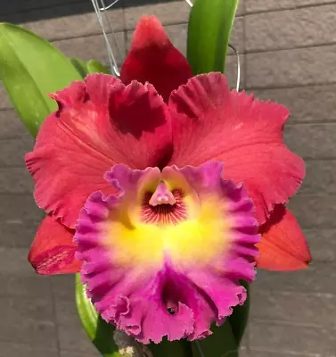 Orchid Cattleya Siam Magic 'No2' Mericlone • $15