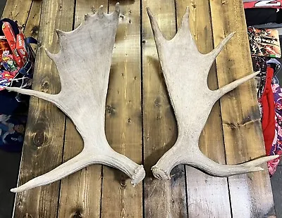 Large Matching Set Of Moose Sheds / Antlers!! Deer Elk Man Cave • $340