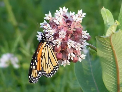 100+ Common Milkweed Seeds Asclepias Syriaca FOOD FOR THE MONARCH BUTTERFLIES • $2.77