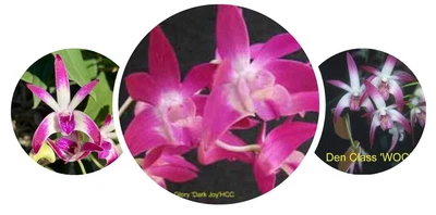 $30 • Buy Orchid Plant 0386.  Native Dendrobium Hybrids X 3 Beaut Mericlones In 50mm Pots