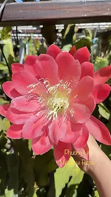 Epiphyllum “ MEADOW ROSE ” Orchard Cactus Cutting • $8