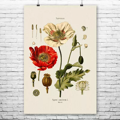 Poppy Flower Botanical Art Print Gardening Gift Medical Decor Pharmacist Gift • $12.95