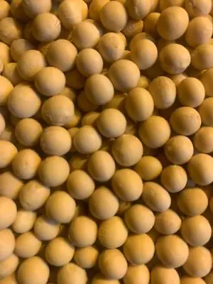 Organic Midori Giant Japanese Edamame Soy Bean Seeds 65-70Ct Per 1 Oz • $8