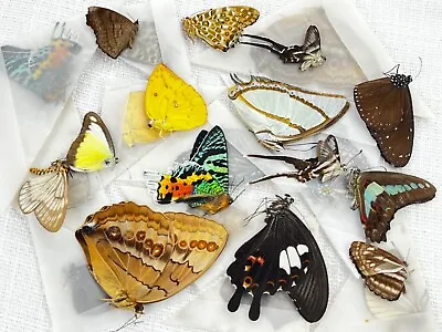 Real 10 Butterflies Colorful Dried Taxidermy Insect Collections Entomology Gift • $32