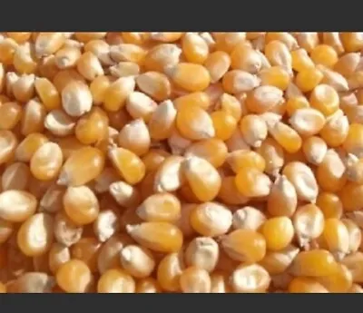 £3 • Buy 100g Of 100% Natural Popping Corn, Popcorn Kernels Seeds Raw High Quality 100g