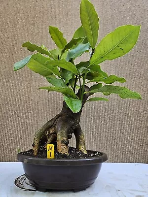 Old Southern Magnolia Bonsai TreeSale  • $198