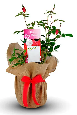 £27.99 • Buy Ruby Wedding Gift Rose - 40th Anniversary Gift - Gift Wrapped With Huge Bow