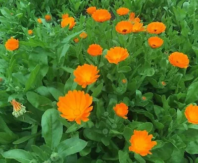 Calendula English Marigold Plants 3 X  10cm Pots • £10.50