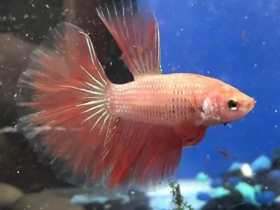 Male Betta Rose Pink Coral Rosetail • $19.99