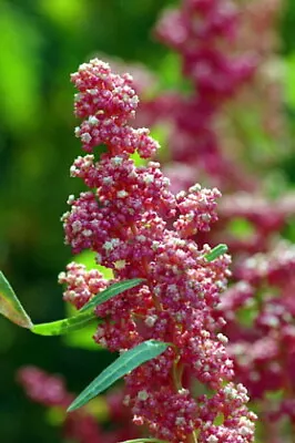 Cherry Vanilla Inca Wheat - 100 Seeds - Quinoa • $2.99