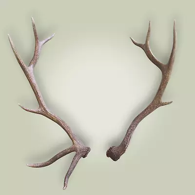 Naturally Shed Elk Antler Matched Set  6x4  Grade A Plus Matching Previous Year! • $418.50